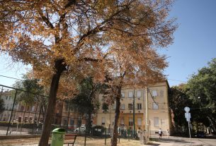 Szeged, szárad, fa, hullanak, falevelek, nyár, szárazság, kánikula, hőség, időjárás, Bartók tér