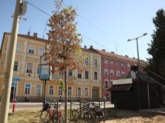 Szeged, szárad, fa, hullanak, falevelek, nyár, szárazság, kánikula, hőség, időjárás, Bartók tér