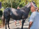 Hintóval elszabadult lovak