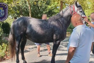 Hintóval elszabadult lovak