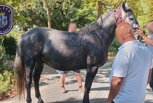 Hintóval elszabadult lovak