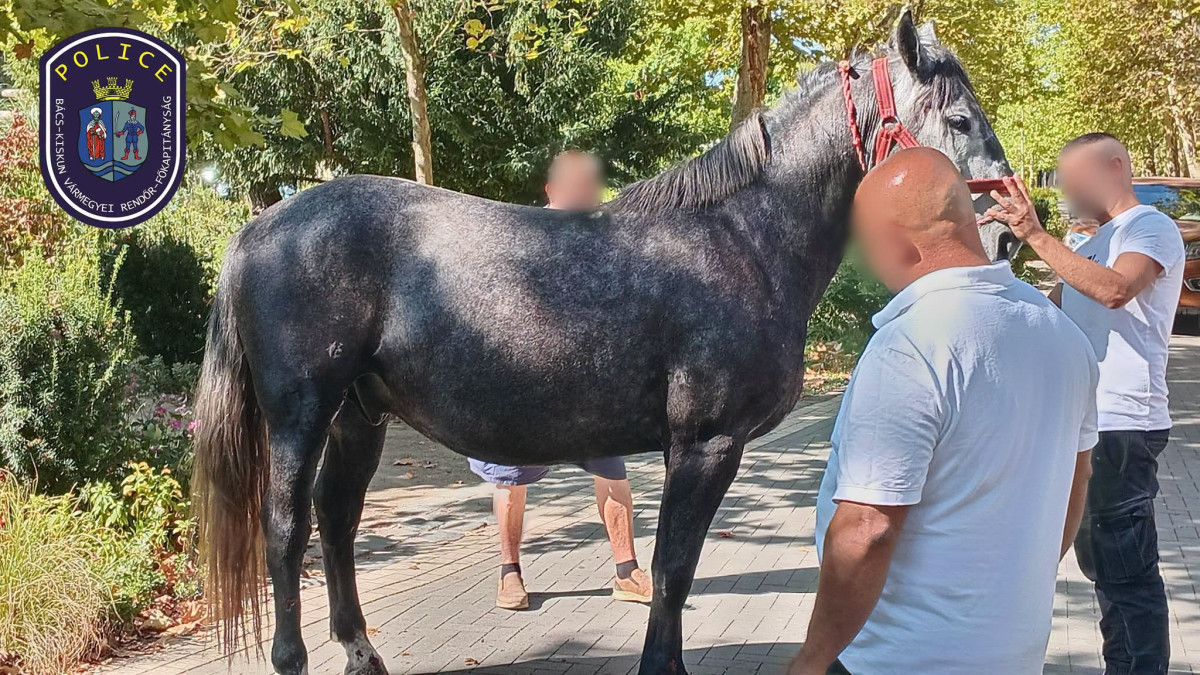 Hintóval elszabadult lovak