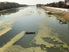 Szeged, békalencse, Tisza, folyó, alacsony vízállás, ősz, természet, horgász, úszóház