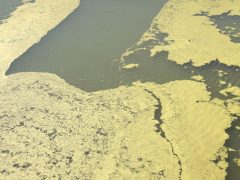 Szeged, békalencse, Tisza, folyó, alacsony vízállás, ősz, természet, horgász, úszóház