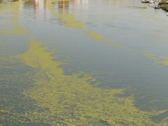 Szeged, békalencse, Tisza, folyó, alacsony vízállás, ősz, természet, horgász, úszóház