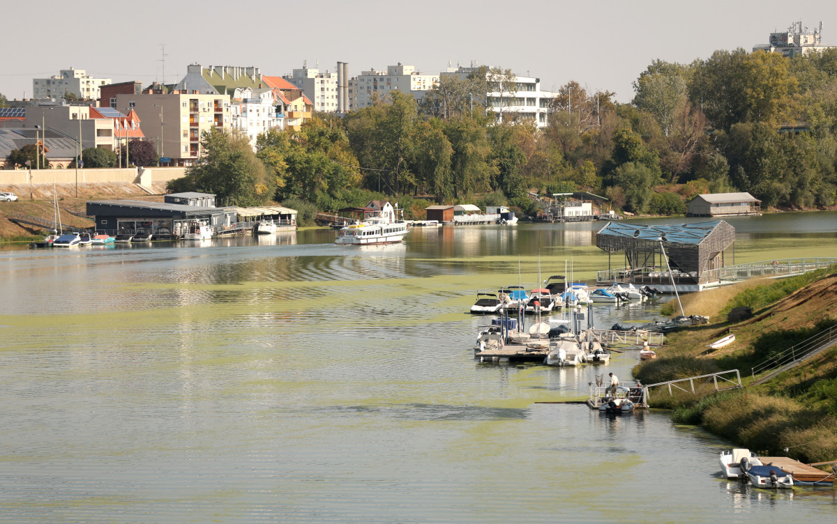 Szeged, békalencse, Tisza, folyó, alacsony vízállás, ősz, természet, horgász, úszóház