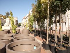 Szeged, fák, fa, természet, Klauzál tér, Szegedi Környezetgazdálkodási Nkft., projekt, kaspó, belváros