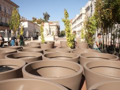 Szeged, fák, fa, természet, Klauzál tér, Szegedi Környezetgazdálkodási Nkft., projekt, kaspó, belváros