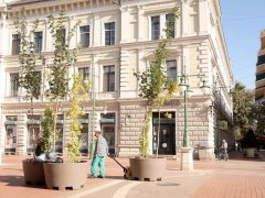 Szeged, fák, fa, természet, Klauzál tér, Szegedi Környezetgazdálkodási Nkft., projekt, kaspó, belváros