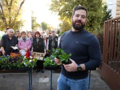 Szeged, őszi virágosztás, virágosztás, árvácska, virág, Tabán utca, Urbán Tamás