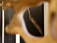 Hódmezővásárhely, Alföldi Galéria, megnyitó, 72. Vásárhelyi Őszi Tárlat, Őszi tárlat, kiállítás, kultura