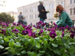 Szeged, önkormányzat, őszi virágok, ültetés, Széchenyi tér