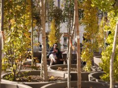 Szeged, ,fa, fák, erdő, belváros, Klauzál tér, Sétáló erdő, Walking Trees, környezetvédelem, projekt