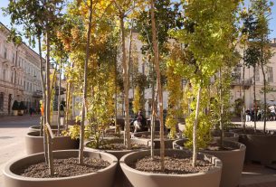 Szeged, ,fa, fák, erdő, belváros, Klauzál tér, Sétáló erdő, Walking Trees, környezetvédelem, projekt