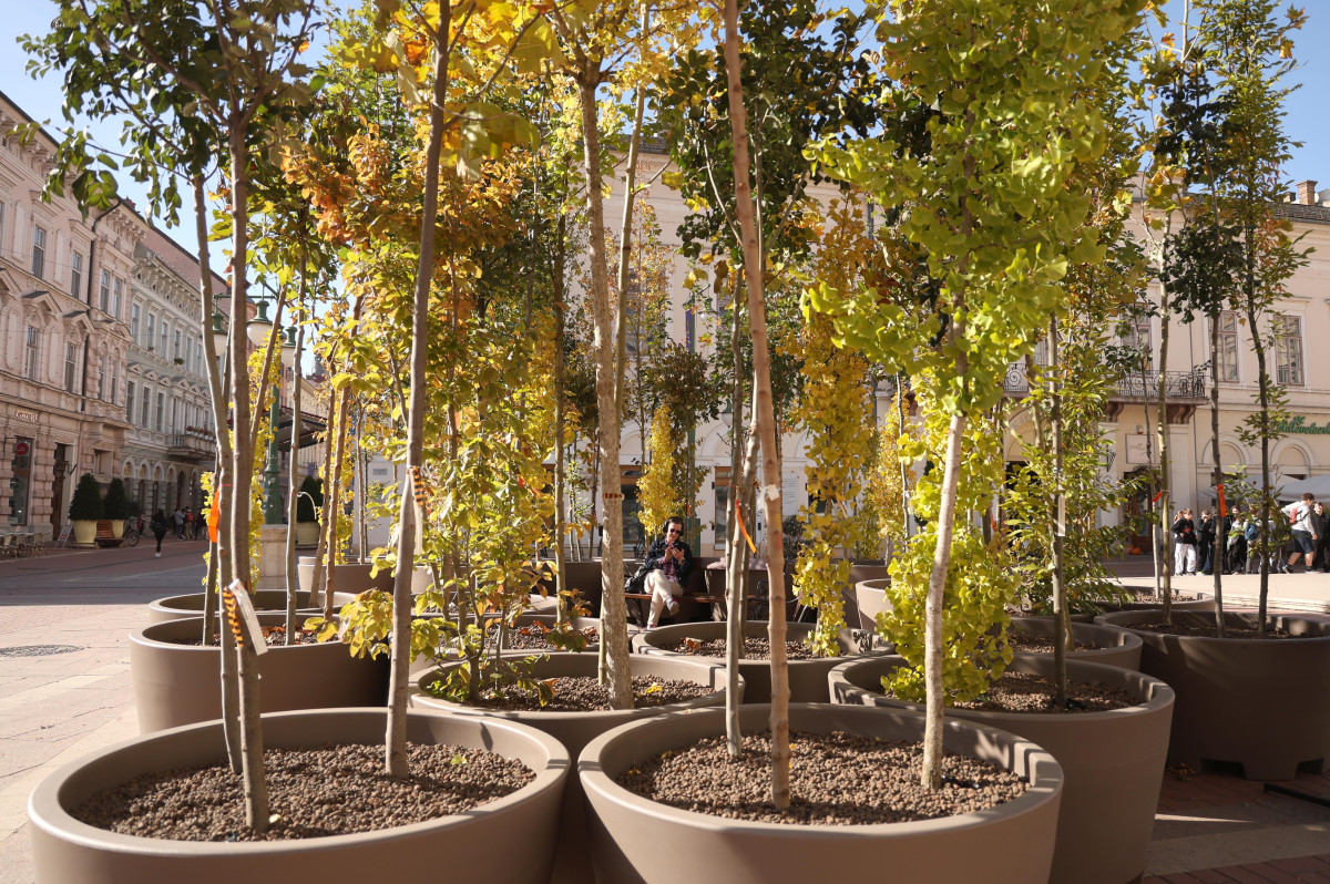 Szeged, ,fa, fák, erdő, belváros, Klauzál tér, Sétáló erdő, Walking Trees, környezetvédelem, projekt