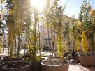 Szeged, ,fa, fák, erdő, belváros, Klauzál tér, Sétáló erdő, Walking Trees, környezetvédelem, projekt