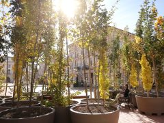 Szeged, ,fa, fák, erdő, belváros, Klauzál tér, Sétáló erdő, Walking Trees, környezetvédelem, projekt