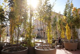 Szeged, ,fa, fák, erdő, belváros, Klauzál tér, Sétáló erdő, Walking Trees, környezetvédelem, projekt