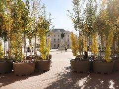 Szeged, ,fa, fák, erdő, belváros, Klauzál tér, Sétáló erdő, Walking Trees, környezetvédelem, projekt