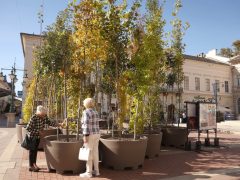 Szeged, ,fa, fák, erdő, belváros, Klauzál tér, Sétáló erdő, Walking Trees, környezetvédelem, projekt
