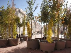 Szeged, ,fa, fák, erdő, belváros, Klauzál tér, Sétáló erdő, Walking Trees, környezetvédelem, projekt