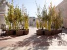 Szeged, ,fa, fák, erdő, belváros, Klauzál tér, Sétáló erdő, Walking Trees, környezetvédelem, projekt