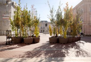 Szeged, ,fa, fák, erdő, belváros, Klauzál tér, Sétáló erdő, Walking Trees, környezetvédelem, projekt