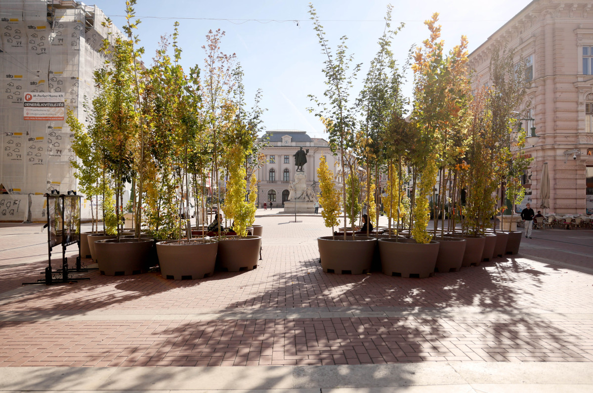 Szeged, ,fa, fák, erdő, belváros, Klauzál tér, Sétáló erdő, Walking Trees, környezetvédelem, projekt