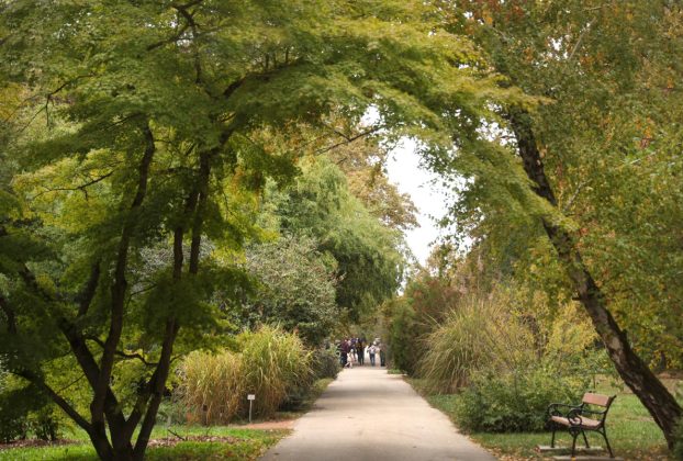 Szeged, Tök Jó Nap, Füvészkert, természet, ősz, tök, tökfaragás