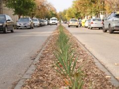 Szeged, Cserzy Mihály utca, zöldítés, elválasztósziget, növények