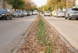 Szeged, Cserzy Mihály utca, zöldítés, elválasztósziget, növények