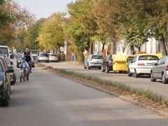 Szeged, Cserzy Mihály utca, zöldítés, elválasztósziget, növények